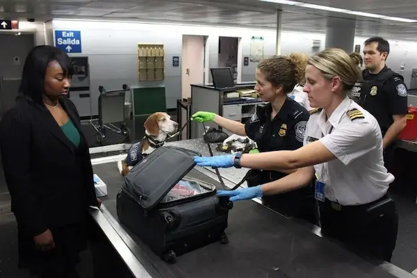 Airline Policies And Regulations
