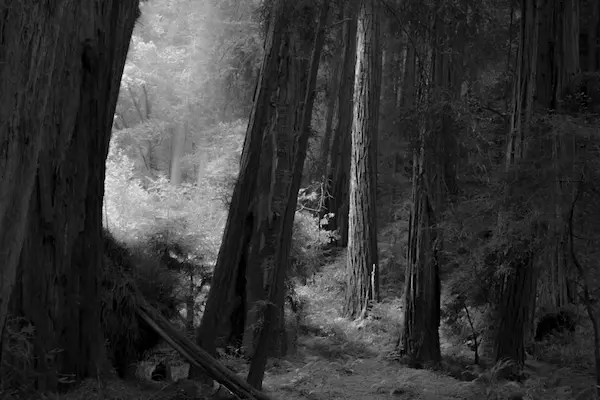 Nature Image