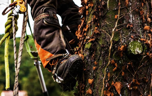 Tree-Climbing Experts