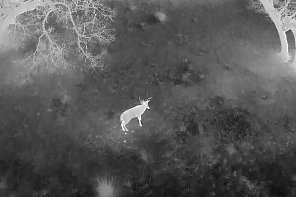 thermal imaging